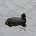 Argentino Lake, Red-Gartered Coot