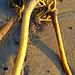 Seaweed On The Beach. N.Shields, Tyneside