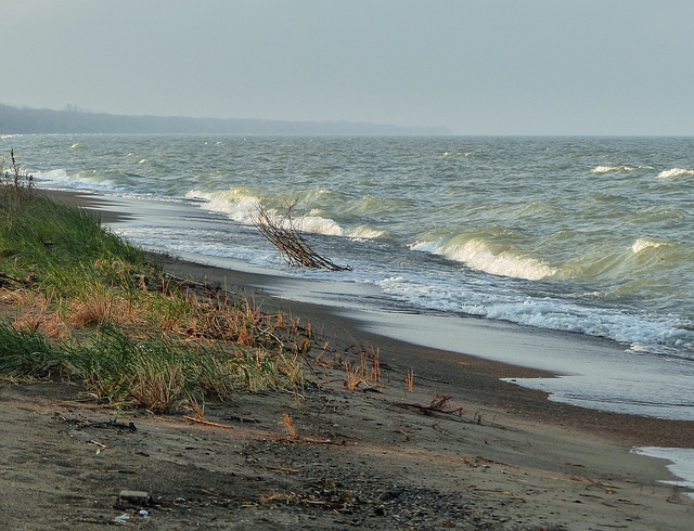 Day 4, west coast of Pt Pelee, Ontario