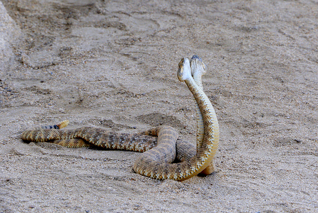 Rattlesnakes Mating