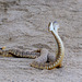 Rattlesnakes Mating