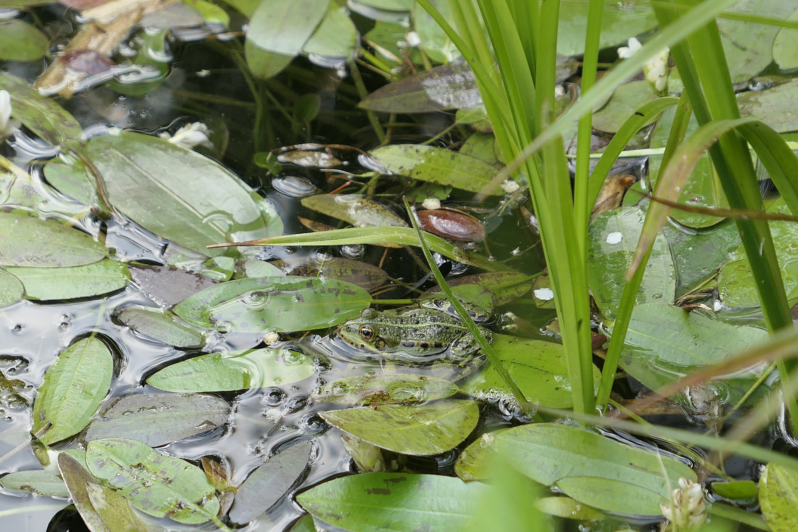 find the frog