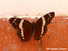 49 Anartia fatima (Banded Peacock)