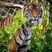 Tigress12