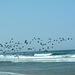Namibia, A Flock of Cormorants Flies off to Fish
