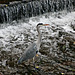 In Lauerstellung an der Wassertreppe