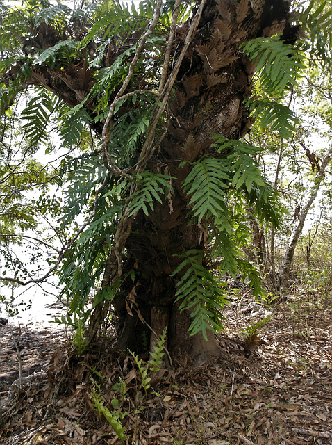 Quand un arbre se déguise........(Thaïlande)