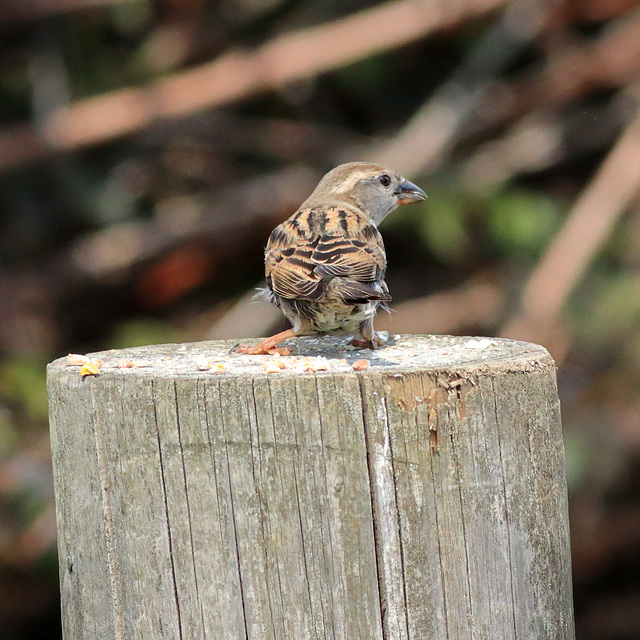 EOS 90D Peter Harriman 13 14 51 62486 sparrow dpp