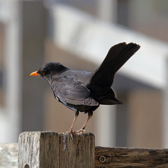 EOS 6D Peter Harriman 09 29 12 77066 blackbird dpp