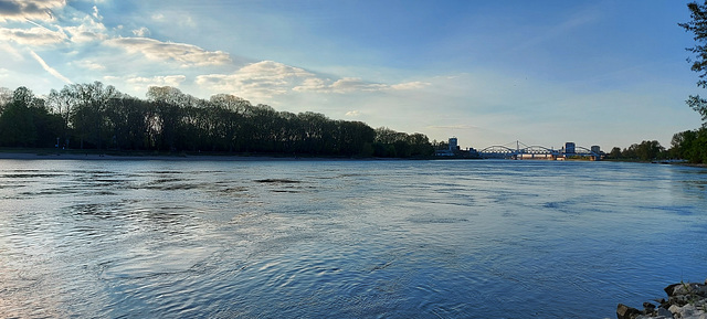 Rhine in Lindenhof