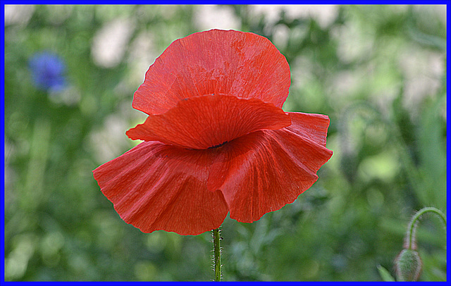 Red summer Hat