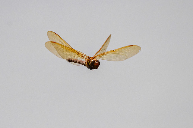 Brown hawker in flight