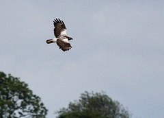 Junger Greifvogel  (Fischadler?)