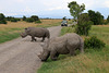 Rhinos on the road (Explored)