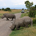 Rhinos on the road (Explored)