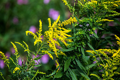 20150910 8780VRTw [D~PB] Riesen-Goldrute (Solidago gigantea), Steinhorster Becken, Delbrück