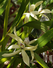 Encyclia