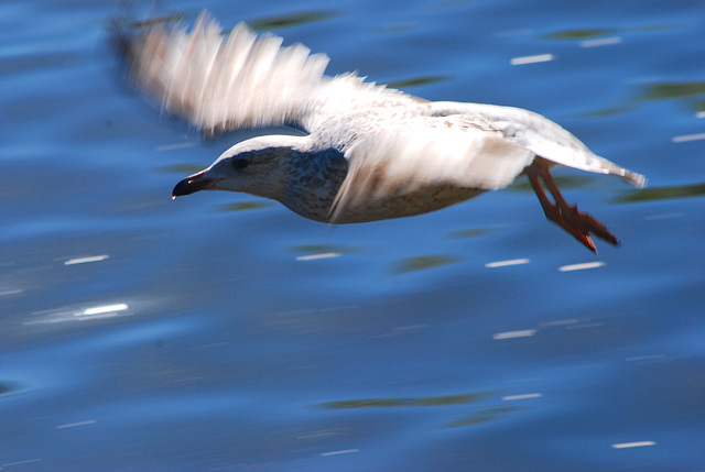 The flight of the Seagull