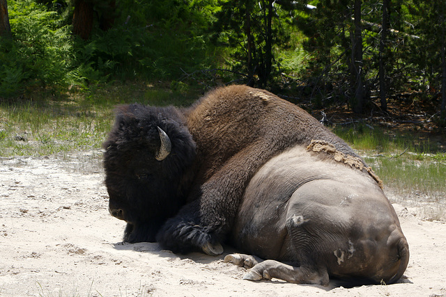 American Bison