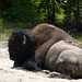 American Bison