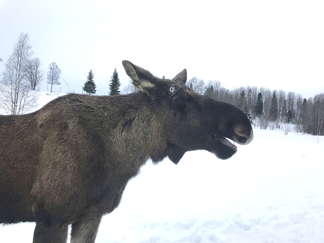 laughing moose