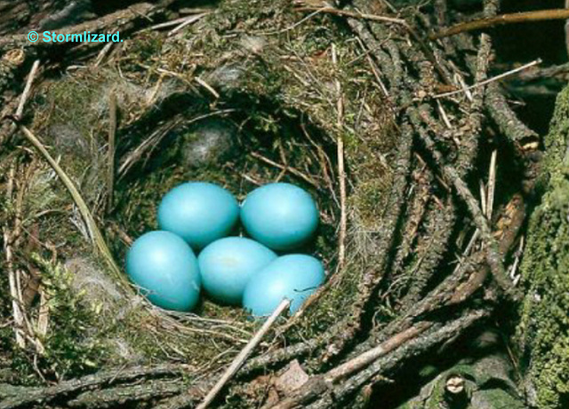 Dunnock nest with eggs in my hedge 2015 M25 01