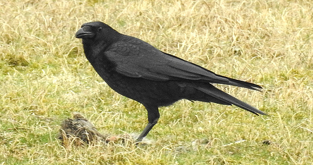 20180404 3540CPw [D~AUR] Rabenkrähe (Corvus corone), Norderney