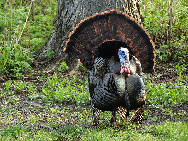 Day 4, Wild Turkey, Pt Pelee