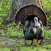 Day 4, Wild Turkey, Pt Pelee