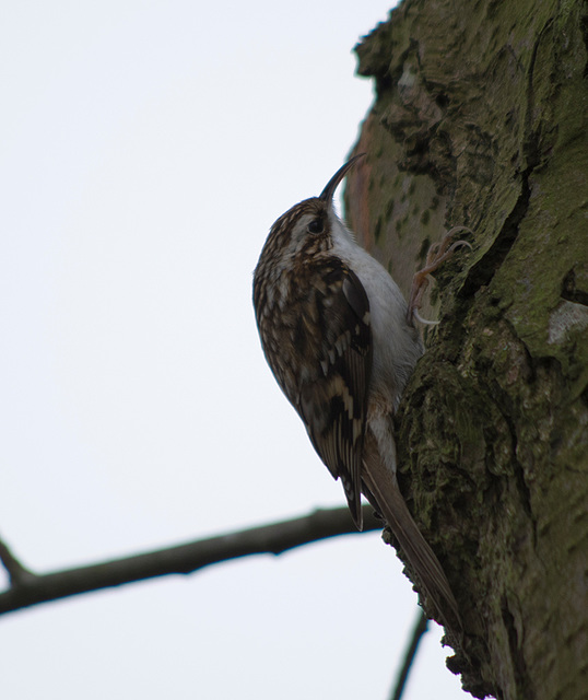 Tree creeper v5