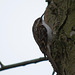 Tree creeper v5