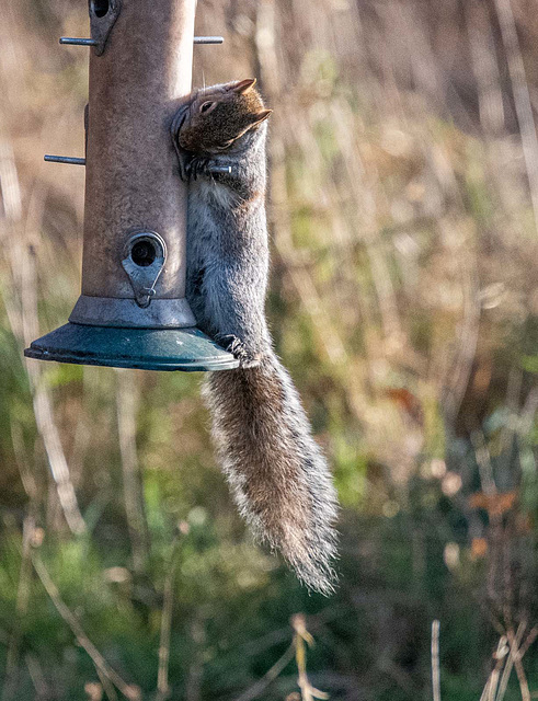 Bird feeder squirrel