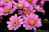 Cineraria (Senecio hybridus) 032 copy