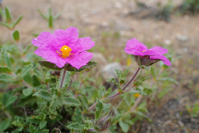 Cistus crispus