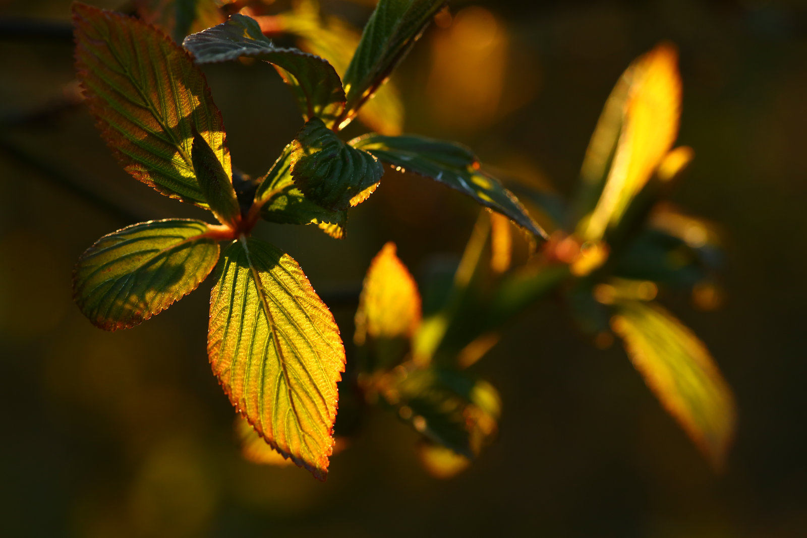 Mother Nature's golden treasures