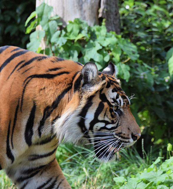 Sumatran Tiger (2) - 3 August 2020