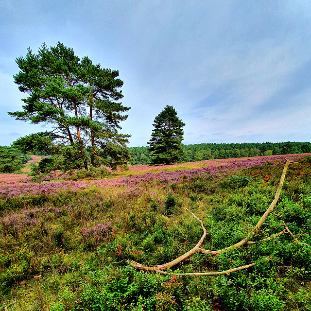 Lüneburger Heide