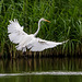 Great white egret