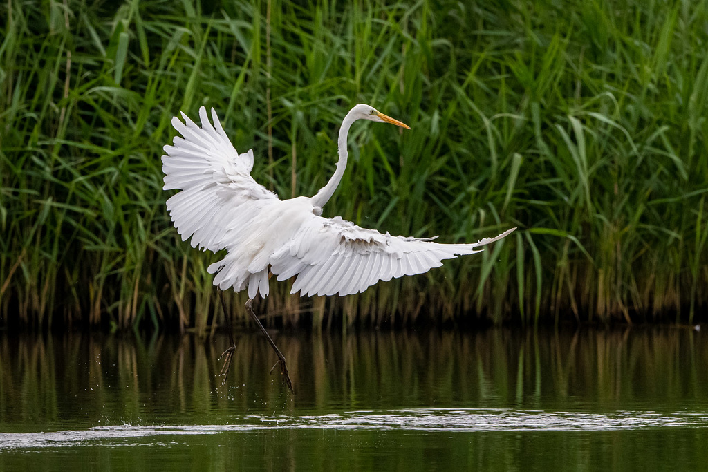 Great white egret