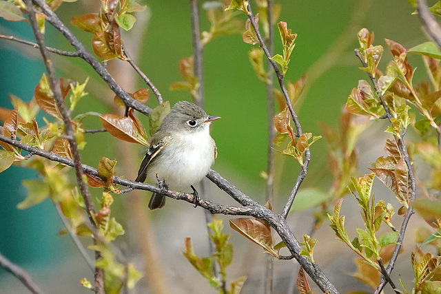 DSC01699a