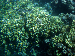 Noch lebenede Korallen