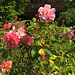 Premières roses