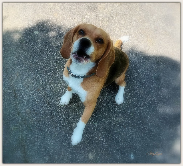 Un adorable petit chien ..........Bon jeudi mes ami(e)s ❤️