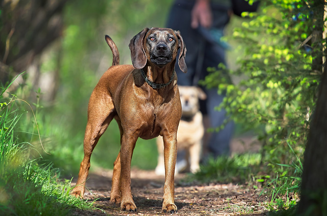 Als mich der Hund sah,nahm er gleich eine andere Stellung ein :))  When the dog saw me, he immediately took a different position :))  Quand le chien m'a vu, il a immédiatement pris une position différente