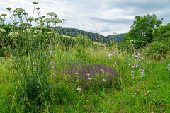 Virneburg in der Eifel