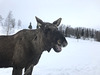 laughing moose
