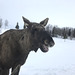 laughing moose