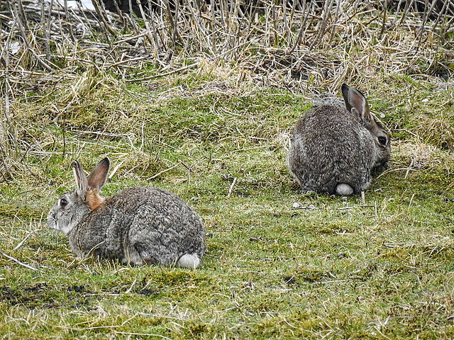 20180404 3541CPw [D~AUR] Wildkaninchen (Oryctolagus cuniculus), Norderney