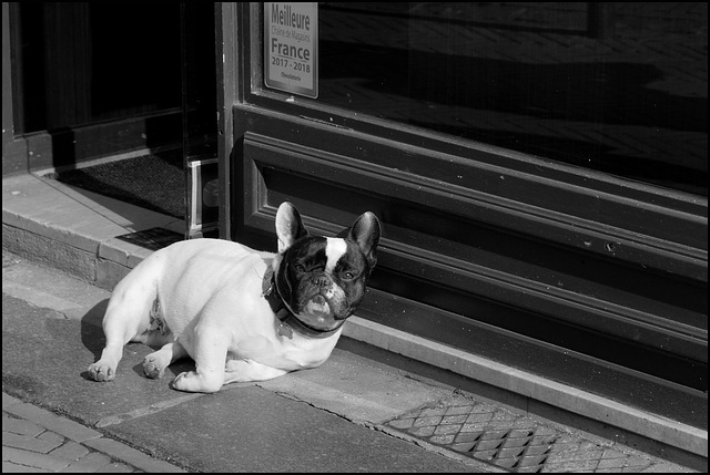 Boule et dog à la fois