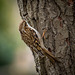 Tree creeper